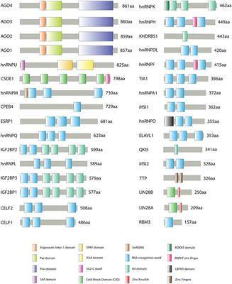 Post-transcriptional Regulation of Colorectal Cancer: A Focus on RNA-Binding Proteins